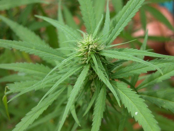 (Representational image) FDA approves cannabis-based medicine for sale