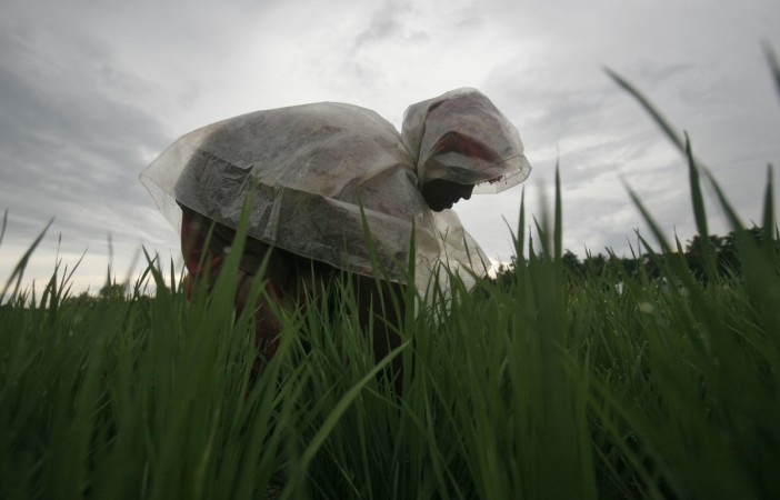 A farmer covered with a plastic sheet works in a paddy field as it drizzles in the outskirts of Agartala, capital of India's northeastern state of Tripura, September 17, 2012. A farmer covered with a plastic sheet
