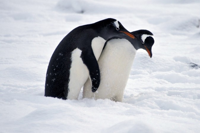 Penguins play before mating at Chile's military base Presidente Eduardo Frei, in the King George island, in Antarctica, on March 13, 2014. Penguins