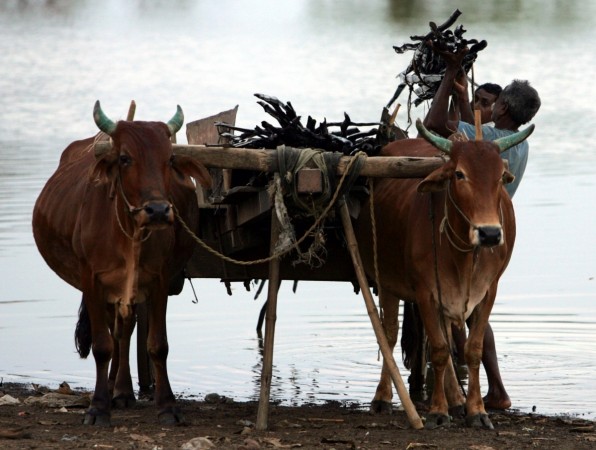 Indian villagers load bamboos on a cart on the banks of the river Raipur, in the central Indian state of Chhattisgarh. The government hopes to bring down the cost of domestic capital by accessing foreign currency markets. Indian villager loads bamboo on a cart in Chhattisgarh