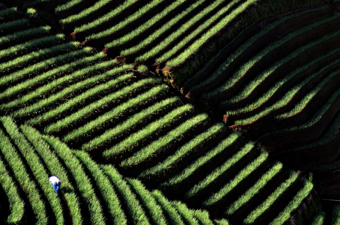 A farmer tends to an onion crop on the slopes of Mount Cereme, Majalengka, West Java, Indonesia, March 26, 2018. Picture taken March 26, 2018. Onion farming in Indonesia