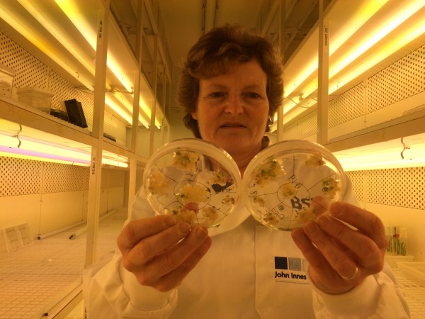 Professor Wendy Harwood poses for a photograph in a plant breeding incubator room with barley plants that have undergone gene editing at the John Innes Centre in Norwich, Britain Professor Wendy Harwood