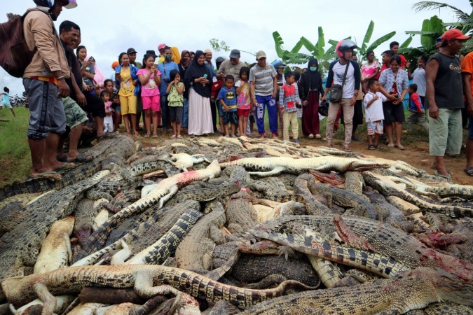 Local residents look at the carcasses of hundreds of crocodiles from a farm after they were killed by angry locals following the death of a man who was killed in a crocodile attack in Sorong regency, West Papua, Indonesia The carcasses of hundreds of crocodiles from a farm