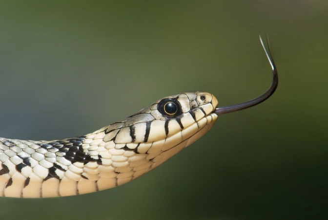   A snake is shown here for representation purposes "title =" A snake is shown here for representation purposes "width =" 660 "height =" auto "tw =" 1200 "th =" 803 "/> </figure>
<p><figcaption class=