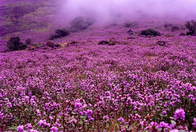 Neelakurinji blossomed in the valleys of Munnar in 1994 Neelakurinji