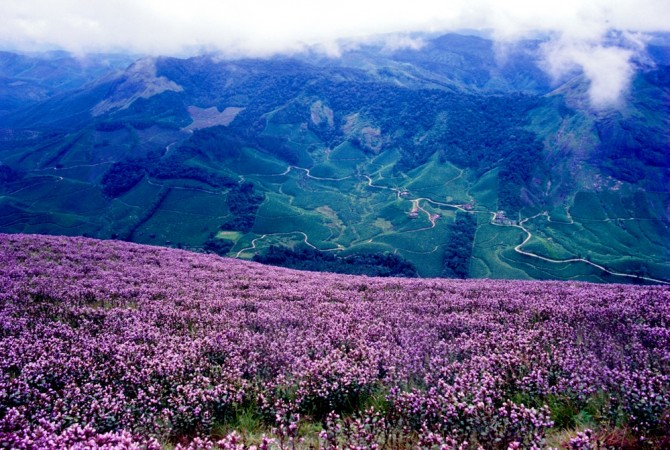 Neelakurinji Neelakurinji
