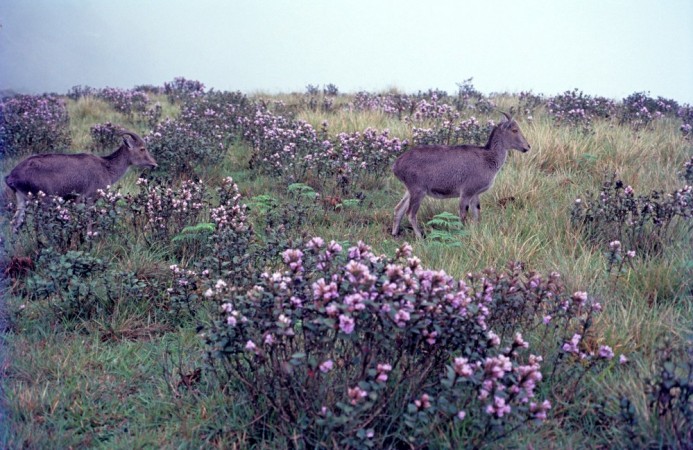 Nilgiri Tahr in the valleys of Munnar Nilgiri Tahr