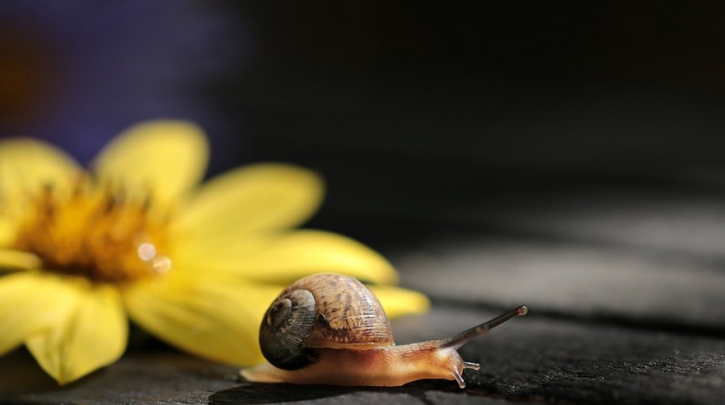 Snail