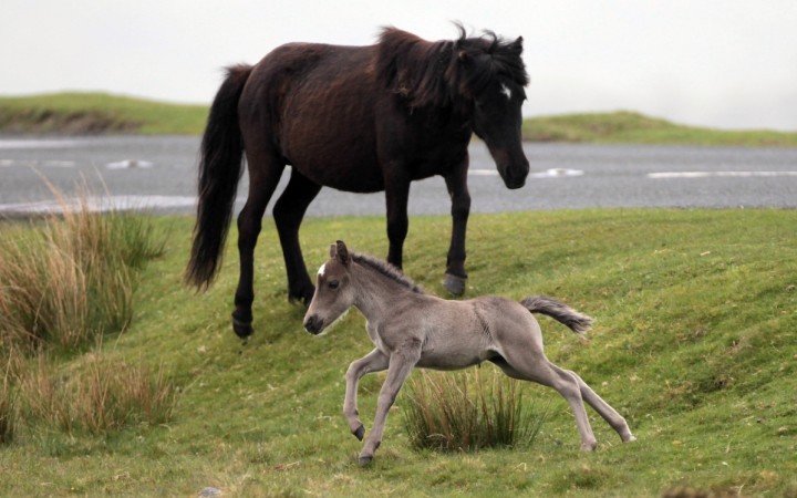 The resurrected foal, if the experiment is a success, would be brought back to life using a modern horse--Representational image Foal