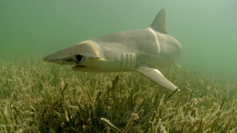 Shark in grassy pastures