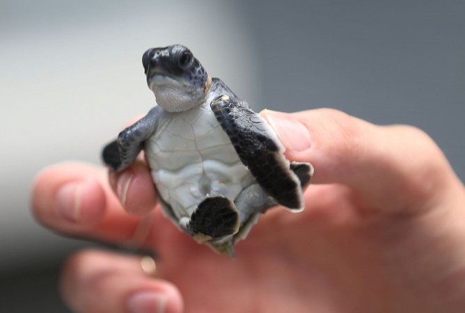  Green Sea Turtle 