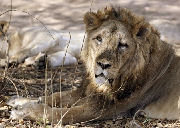 (Representational image) Lion