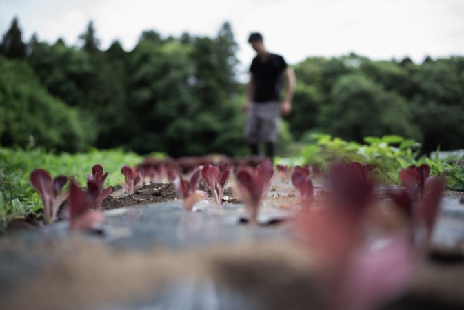 organic farming