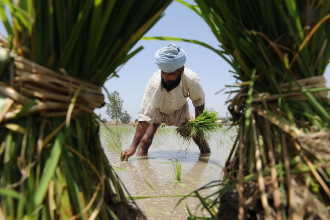 An Indian Sikh farmer plants paddy An Indian Sikh farmer plants paddy cutt