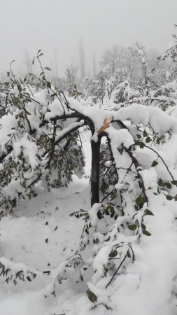 Snowfall