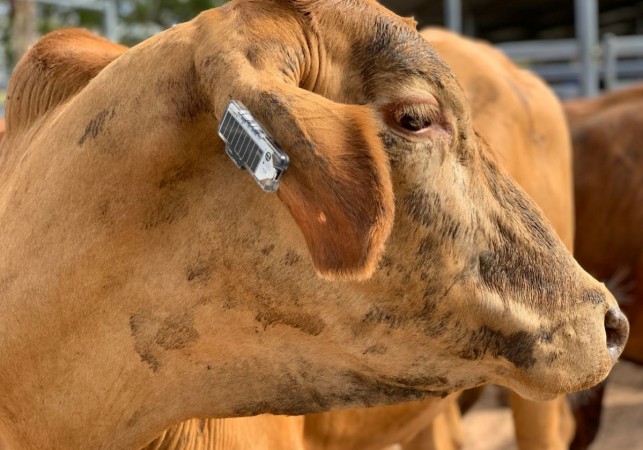 CSIRO in association with Ceres Tag and MLA Donor Company has launched new smart fitness tracker for cow. smart, ear tag, cows, CSIRO, Australia