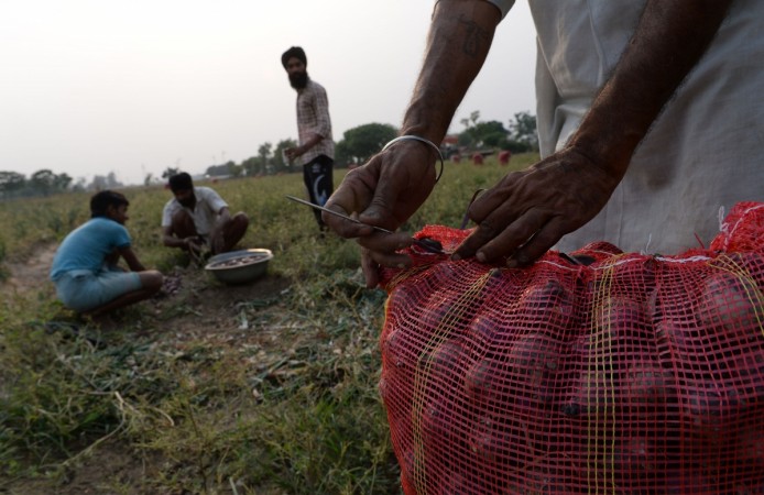 A farmer packs onions for sale in market in a field. An Indian farmer packs onions for sale in market in a field