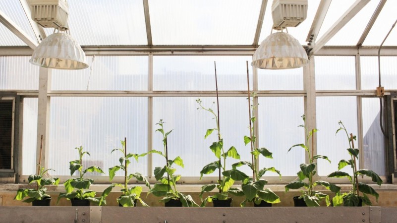 Four unmodified plants (left) grow beside four plants (right) engineered with alternate routes to bypass photorespiration -- an energy-expensive process that costs yield potential. The modified plants are able to reinvest their energy and resources to boost productivity by 40 percent. (RIPE) photorespiration