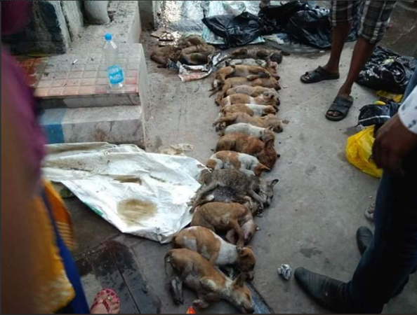 puppy murder