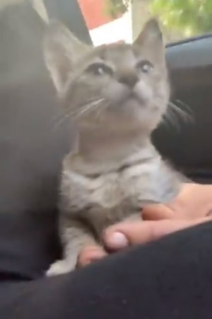 Raveena Tandon cat. Raveena Tandon cat