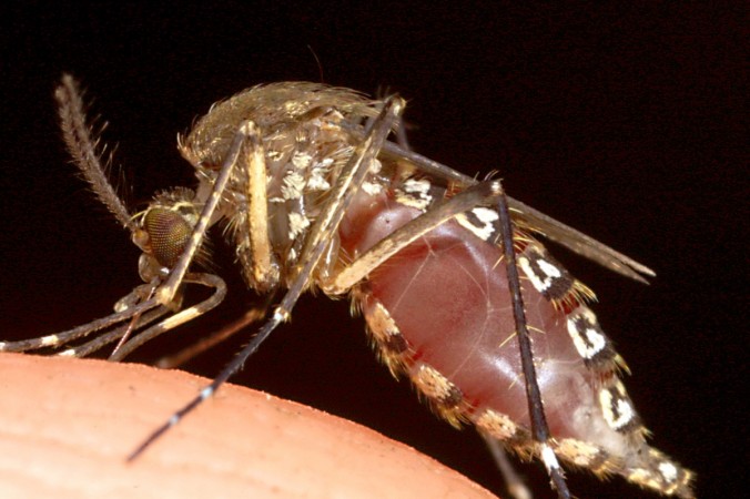 According to the World Mosquito Program, Close-Up Of Mosquitoes