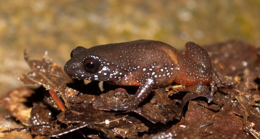 frog