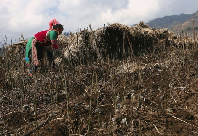 A woman plants seedlings at a village on March 15, 2006 in Panwa, Kachin State Special Region 1 of Kachin State, Myanmar. Kachin woman