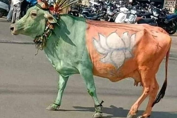 cow