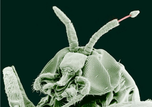 Adult Black Fly (Simulium yahense) with (Onchocerca volvulus) emerging from the insect's antenna. The parasite is responsible for the disease known as en:River Blindness in Africa. Sample was chemically fixed and critical point dried, then observed using conventional scanning electron microscopy. Black Fly, River blindness
