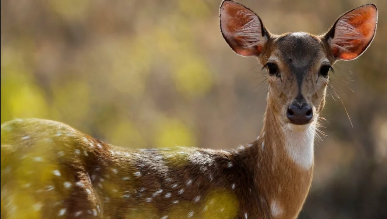 Representational image pet deer