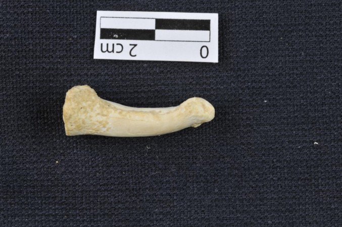 A foot bone of Homo luzonensis showing the curve that suggests the mystery dwarf species of humans could climb trees. Foof bone of mystery hobbit-like dwarf human species Homo luzonensis found in the Callao Caves of the Philippines island of Luzon.