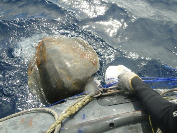 Olive Ridley Turtle olive ridley turtle