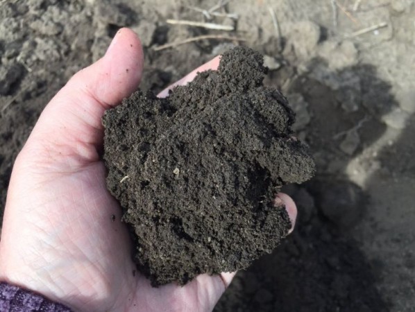 (Representative image) soil