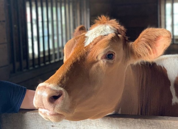 Cow