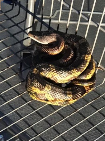snake in walmart 1