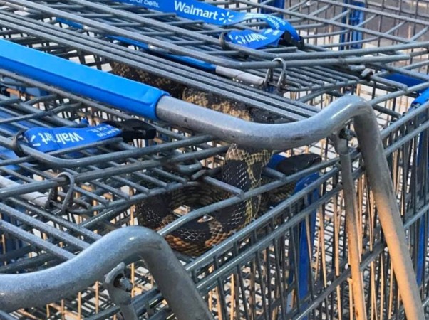 snake in walmart 3
