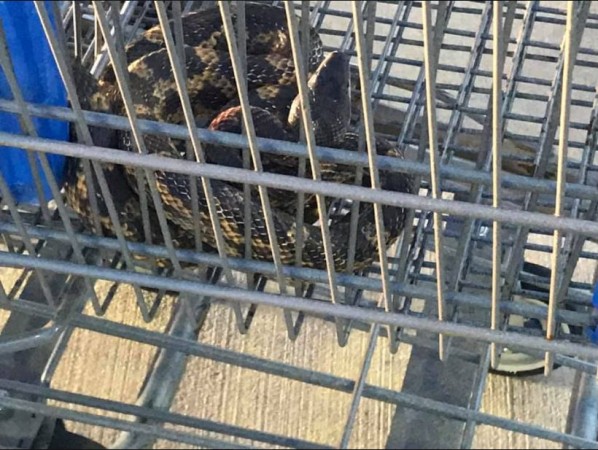 snake in walmart 4