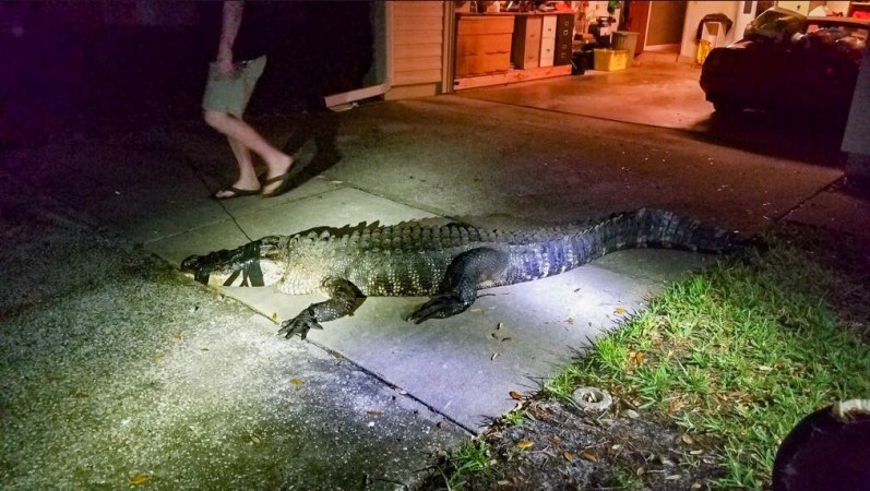 alligator in florida