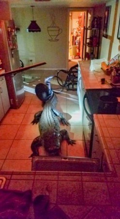 alligator in florida
