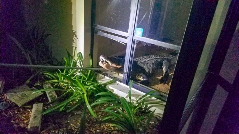 alligator in florida
