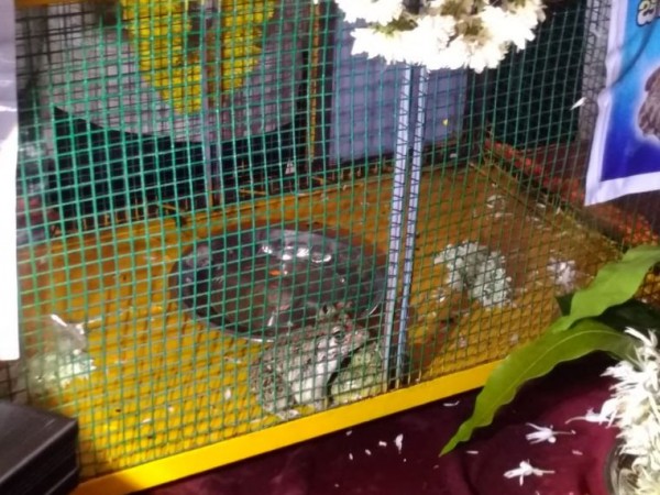udupi frog marriage