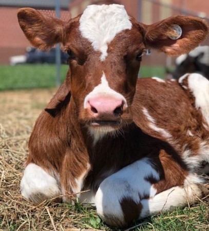 (Representational image) Cow