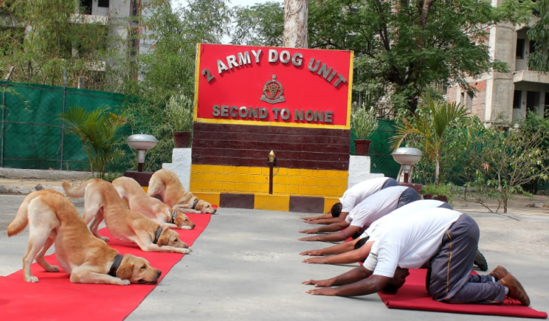 The canine members of various units of Armed forces performed Doga, which is yoga for dogs. Dogs