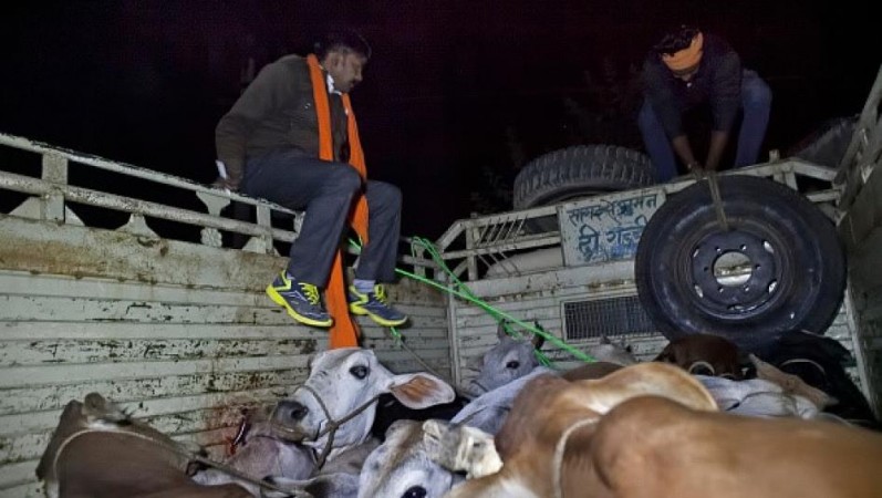 The existing law in the state, that completely prohibits the killing of cattle and keeping and transporting cow meat, does not mention violence or mob lynching in the name of cow. Cow vigilantes