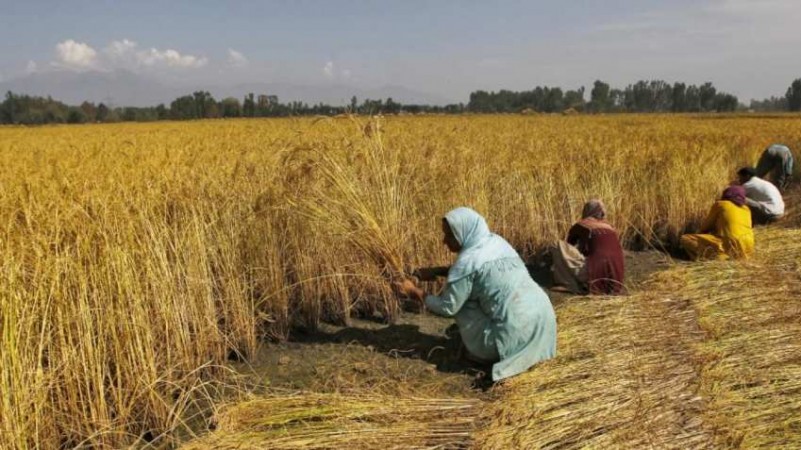 The farmers will be looked after well in the Budget as the government will seek to ensure they get better prices for their produce. farmers-India