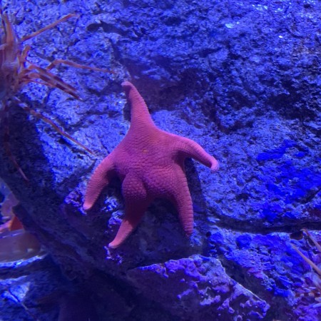 Tweet of sea star 'butt' goes viral