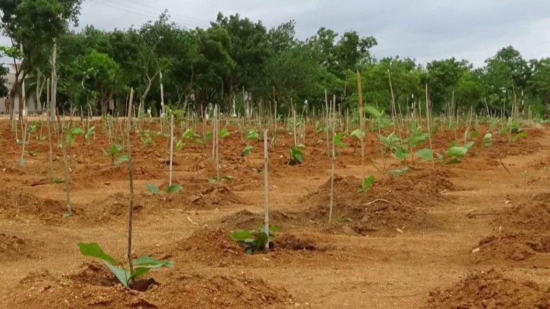 Karnataka State Reserve Police (KSRP) planted 2200 saplings in its Munirabad premises. Karnataka tree plantation