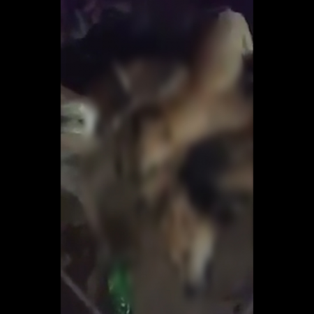 stray dogs killed in malappuram