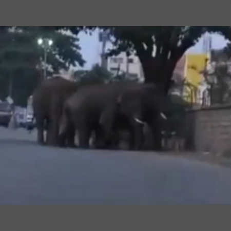 elephants trying to jump over wall in Karnataka