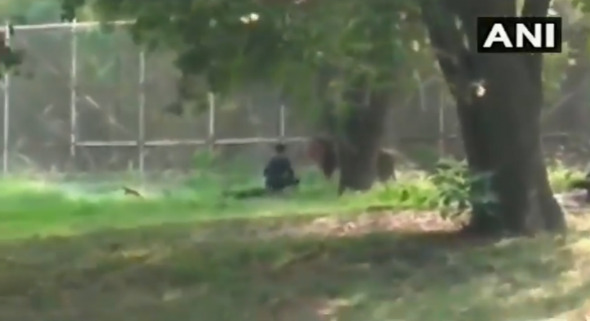 In the video, we can see how bthe lion and the man are seen staring at each other. delhi zoo